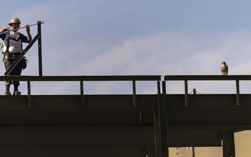 A fledgling perches alongside a construction worker at Meinig Fieldhouse. Photo by Cynthia Sedlacek