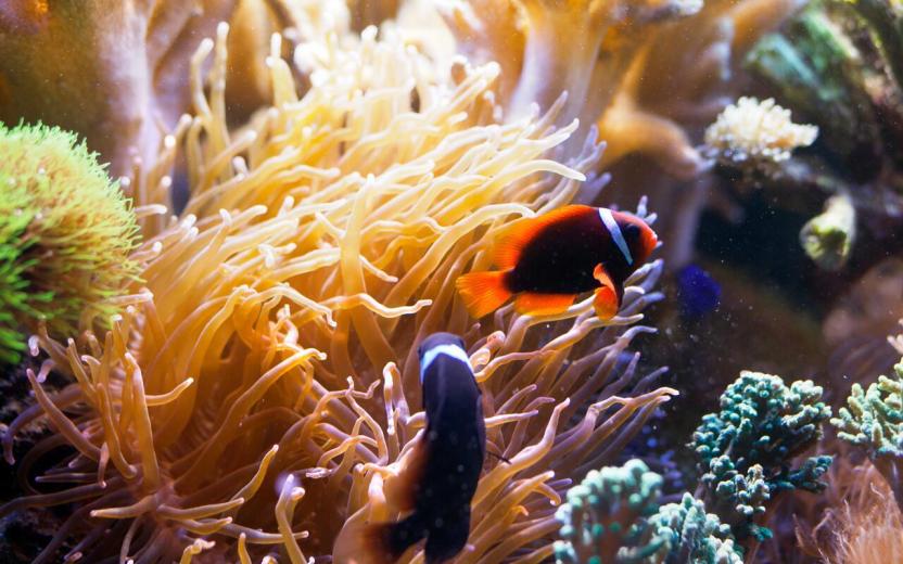 an image of an orange and a black fish in an aquarium representing phishing messages