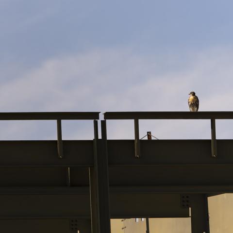 A fledgling perches alongside a construction worker at Meinig Fieldhouse. Photo by Cynthia Sedlacek