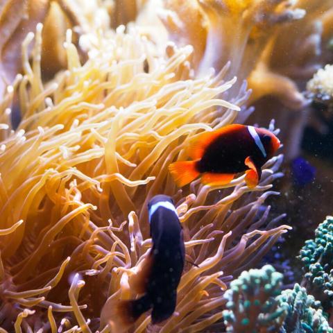 an image of an orange and a black fish in an aquarium representing phishing messages